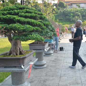 Bonsai Exhibition